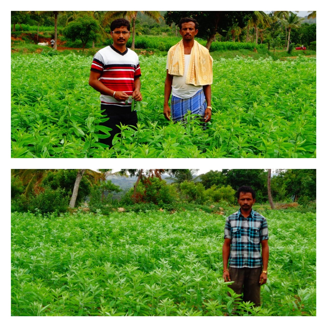 Promoting Organic Farming for a Sustainable Future