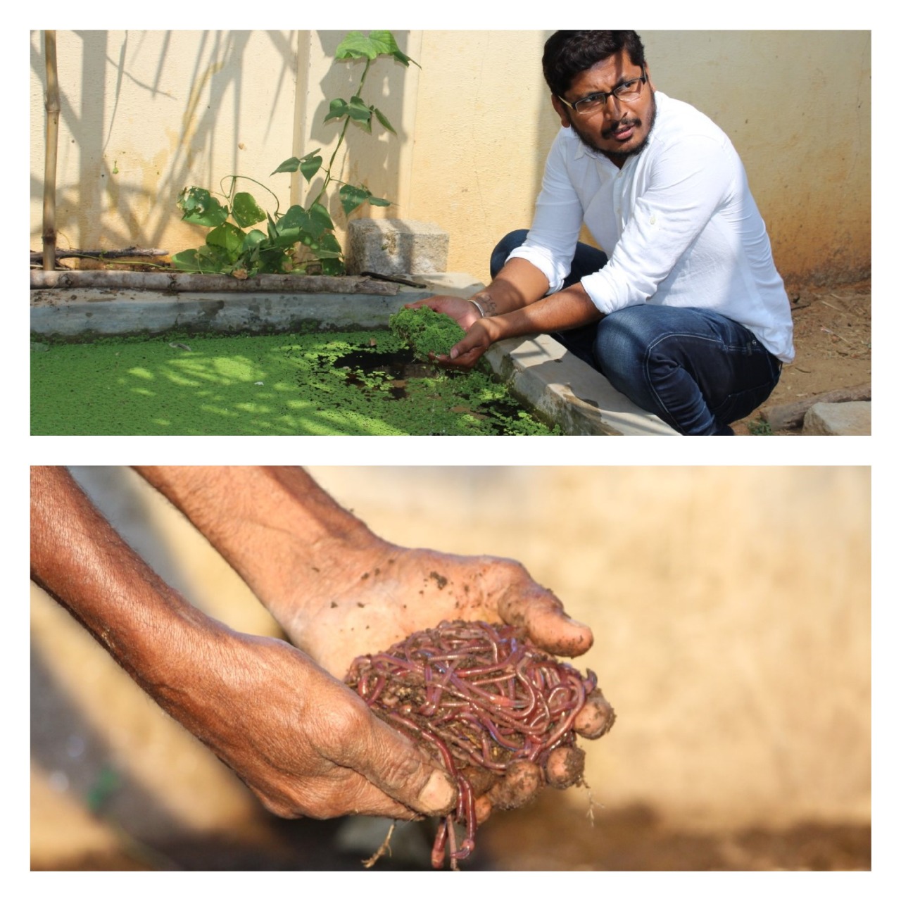 Promoting Organic Farming for a Sustainable Future
