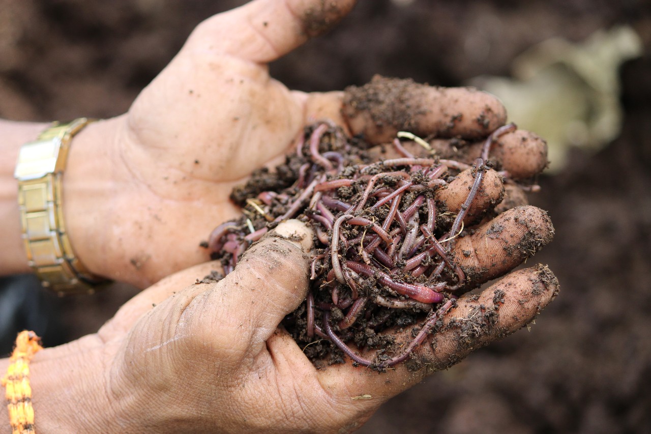 Promoting Organic Farming for a Sustainable Future