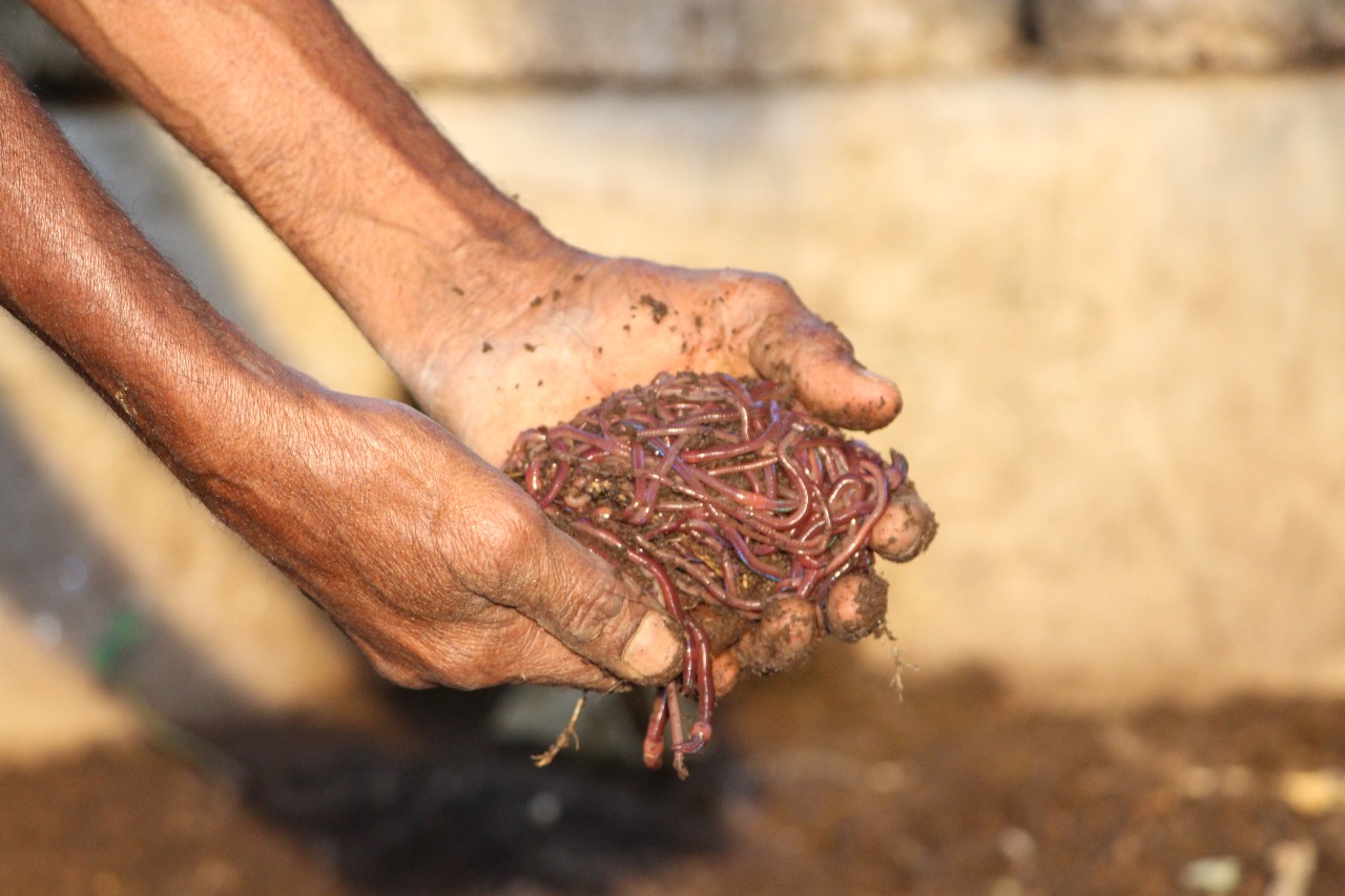Promoting Organic Farming for a Sustainable Future